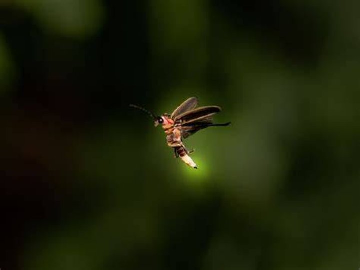 Are fireflies good luck?