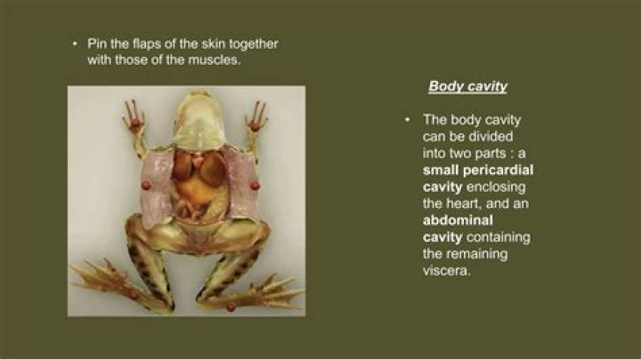 Are frogs dissected alive?