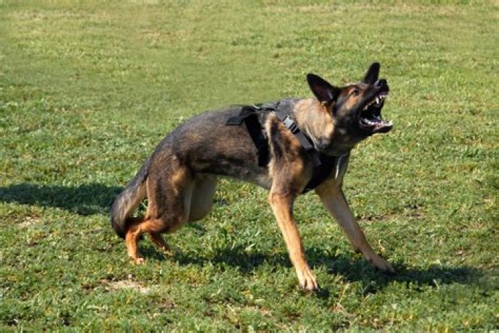 Are german shepherds known to be aggressive?