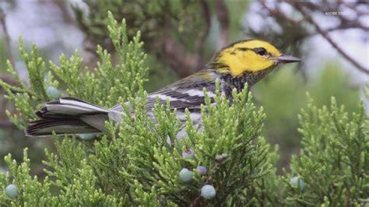 Are golden cheeked warblers endangered?