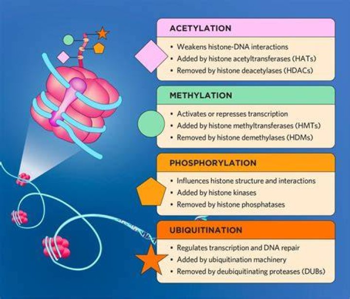 Are histone modifications heritable?