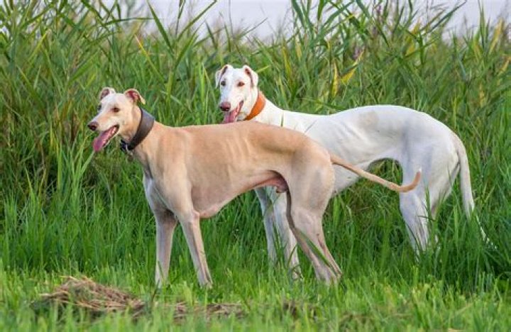 Are hounds high energy?