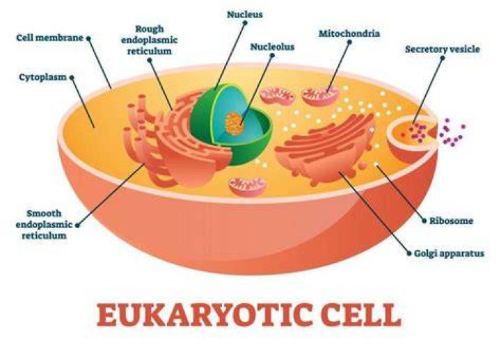 Are introns found in eukaryotes?