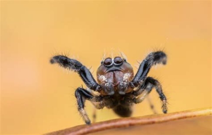 Are jumping spiders friendly?