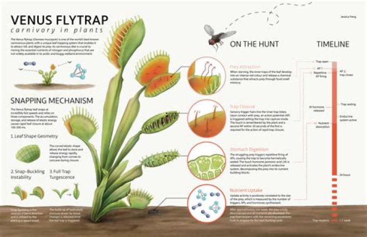 Are leaf good for venus fly traps?