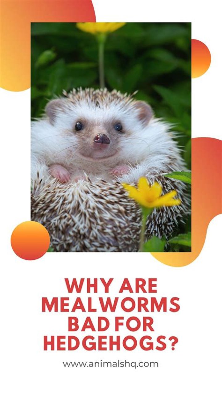 Are mealworms bad for hedgehogs?