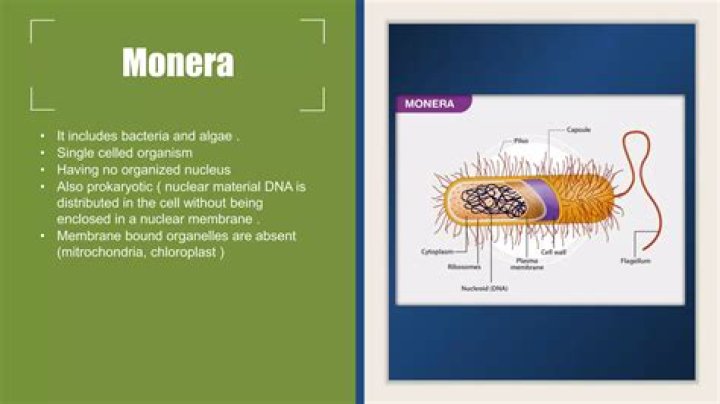 Are monera single celled?
