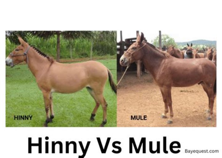Are mules and donkeys the same?