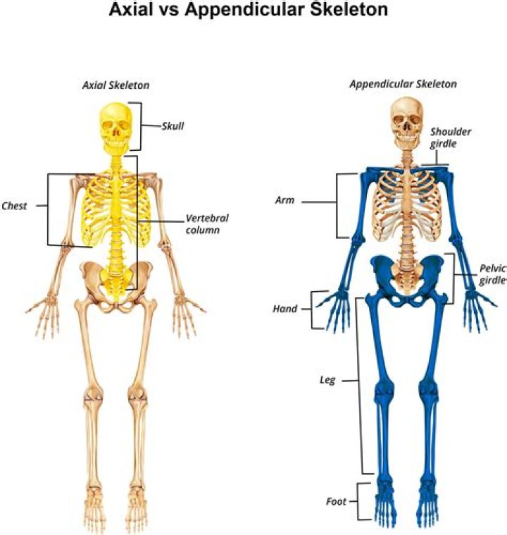 Are parietal bones axial or appendicular?