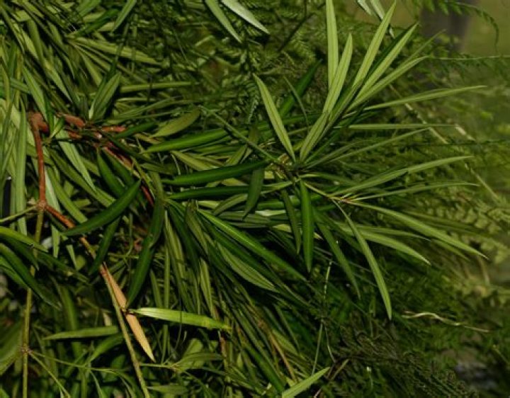 Are podocarpus roots invasive?