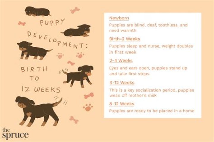 Are puppies weaned at 6 weeks?