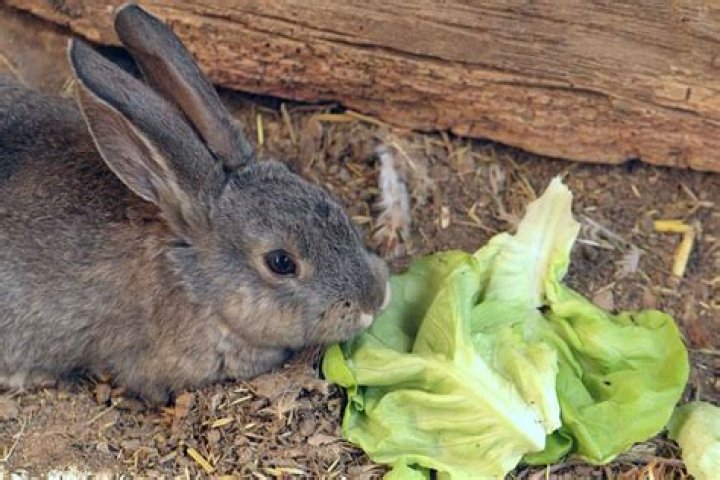 Are rabbits allowed lambs lettuce?