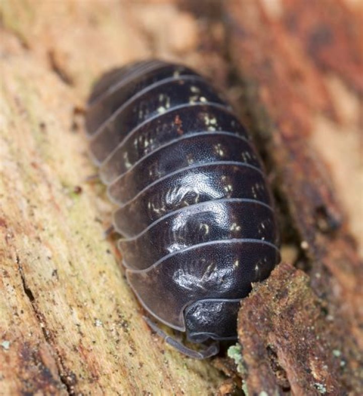 Are roly polys poisonous?