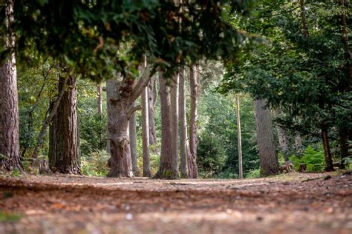 Are sandringham woods open?