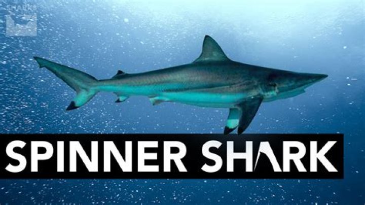 Are spinner sharks dangerous?