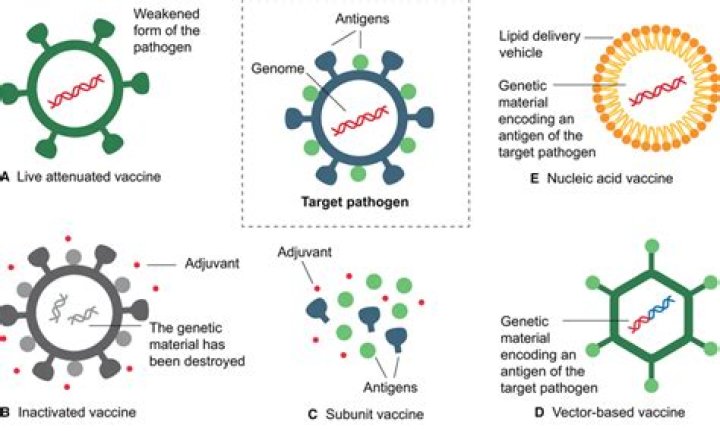 Are subunit vaccines inactivated?