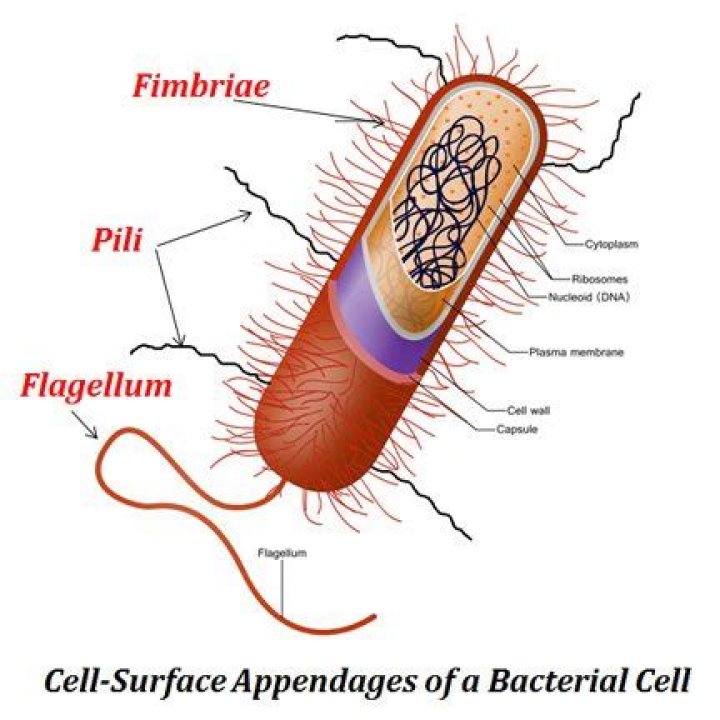 Are surface appendages that allow a bacterium?