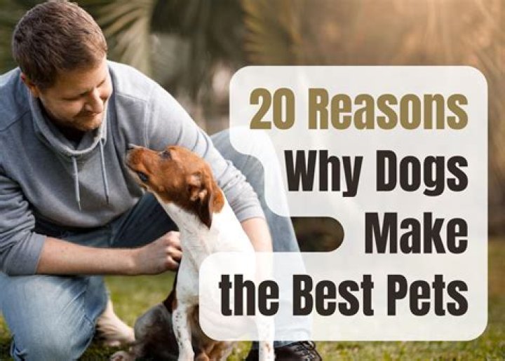 Are weenie dogs good pets?