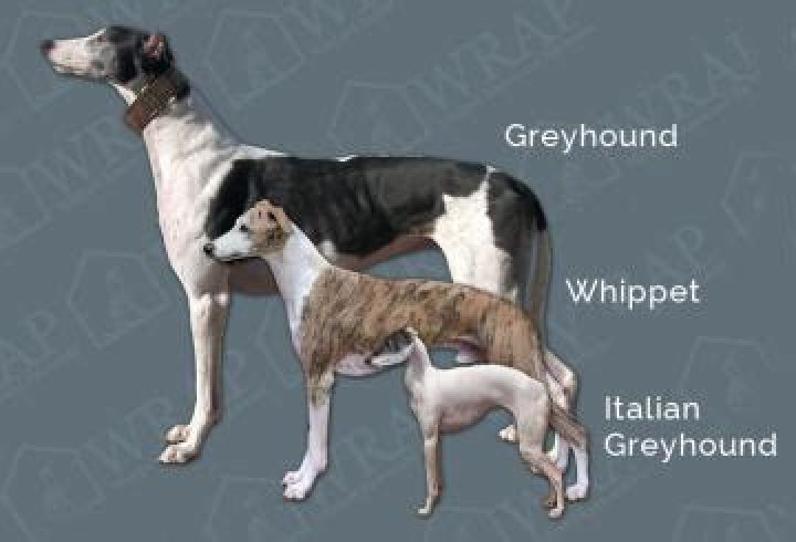 Are whippets good pets?
