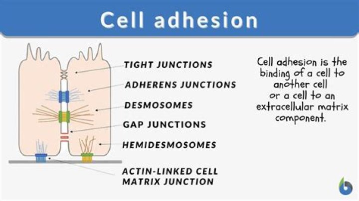 At does adhesion mean?