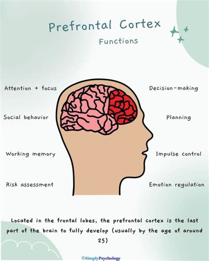 At the prefrontal cortex?