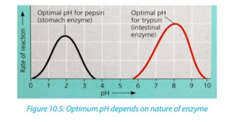 At what ph is pepsin optimal?