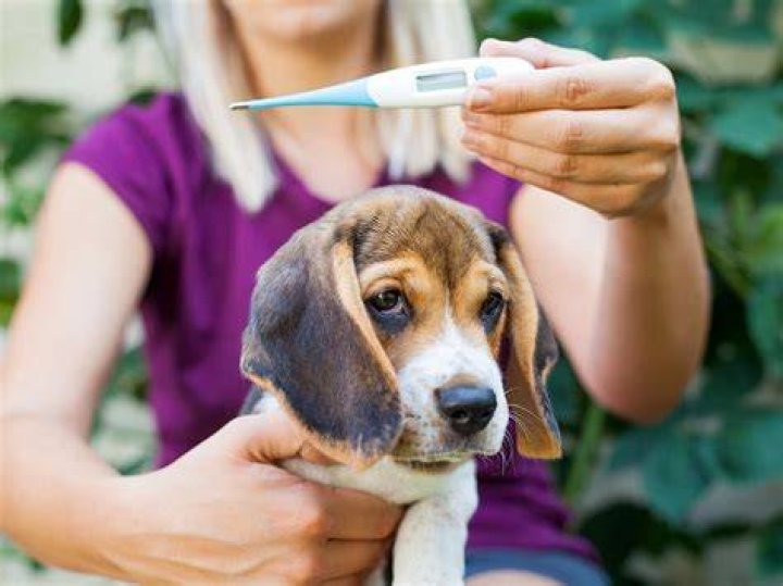 Can dogs get fevers?