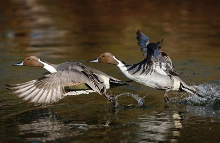 Can ducks run on water?