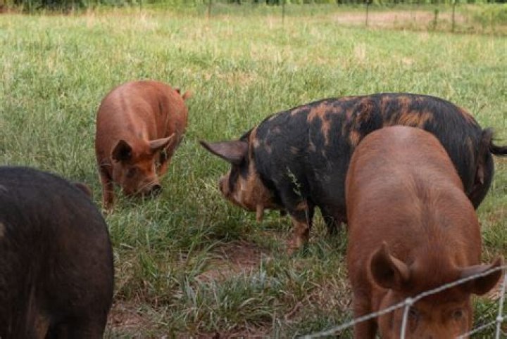 Can pigs eat grain?