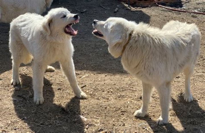 Can sheepdogs be aggressive?
