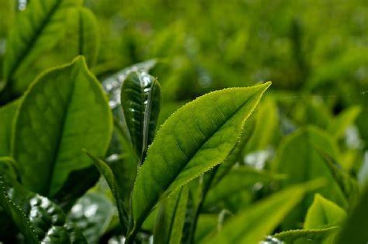 Can tea leaf be eaten?
