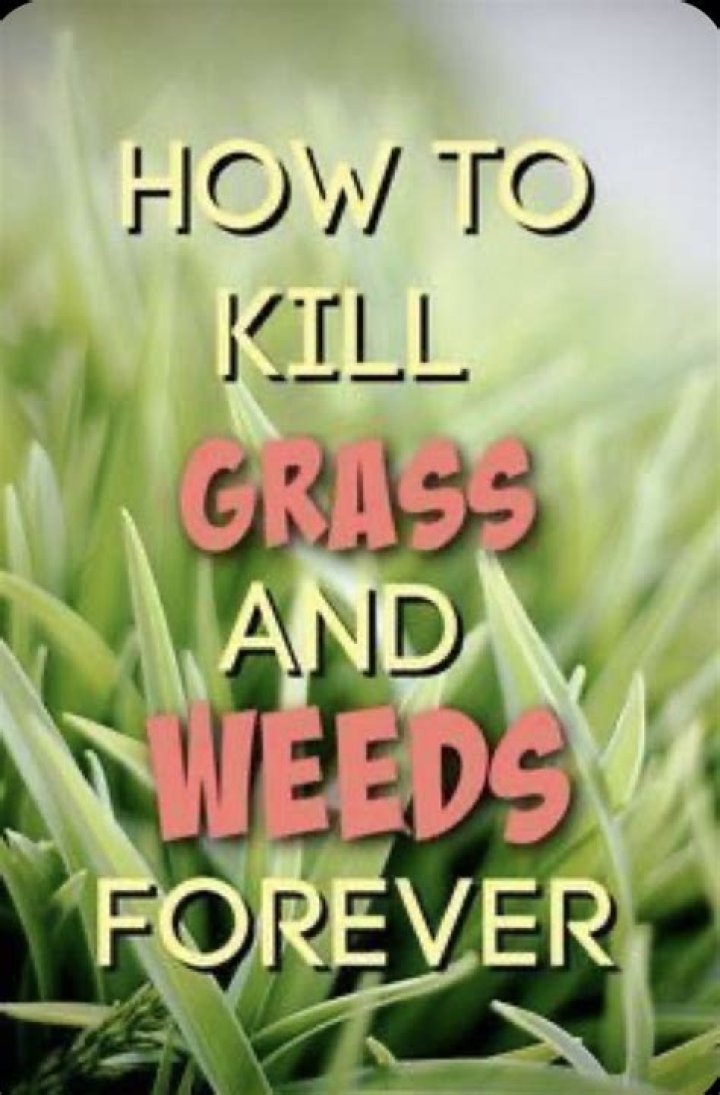 Can tilling kill grass?