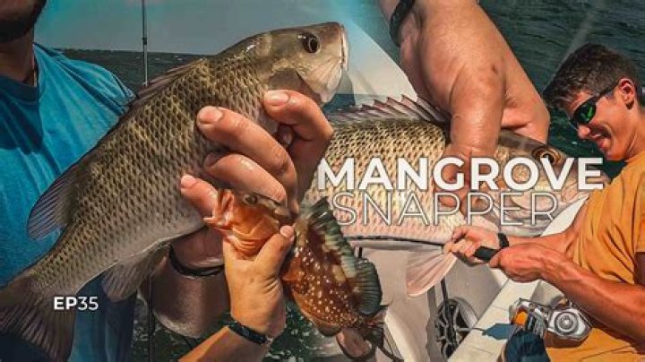 Can you catch mangrove snappers?