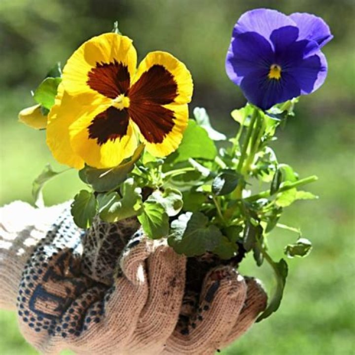 Can you deadhead pansies?
