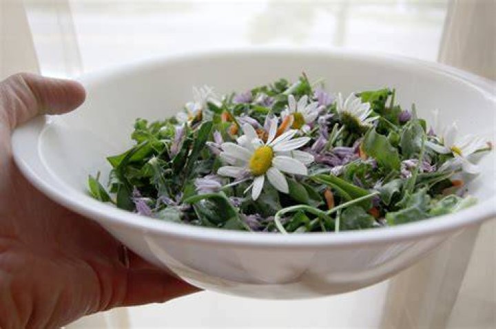 Can you eat daisies?