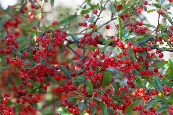 Can you prune chokeberry?