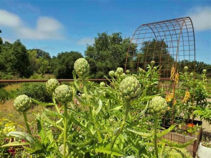 Do artichoke plants spread?