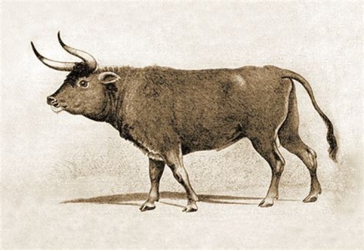 Do aurochs have horns?