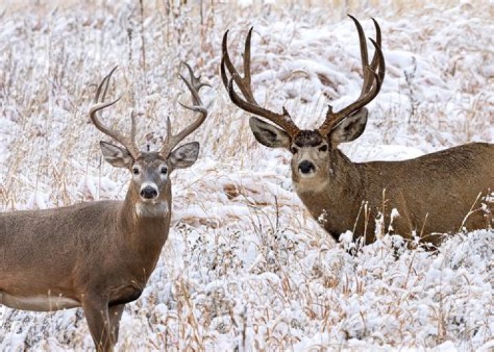 Do big bucks blow when spooked?