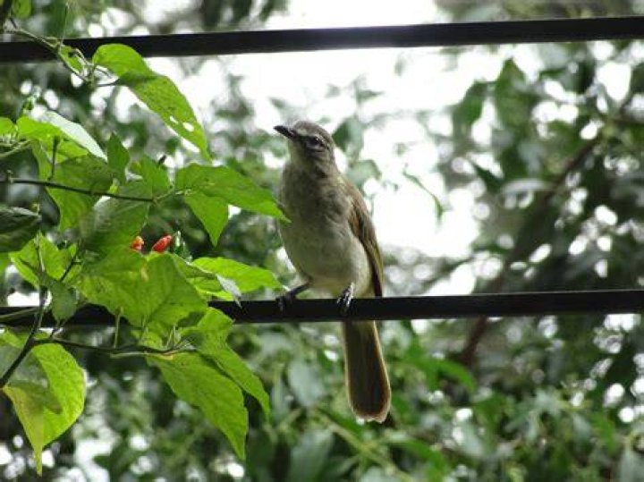 Do birds eat chillies?