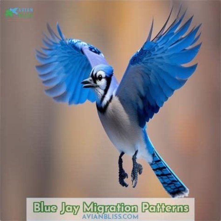 Do blue jay birds migrate?
