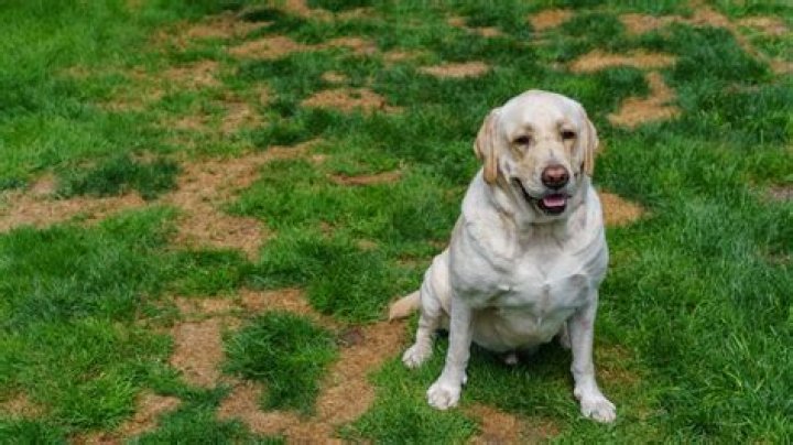 Do dog urine killing grass?