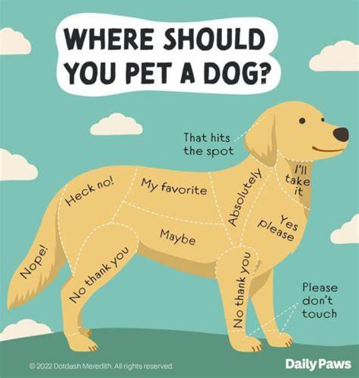 Do dogs get af?