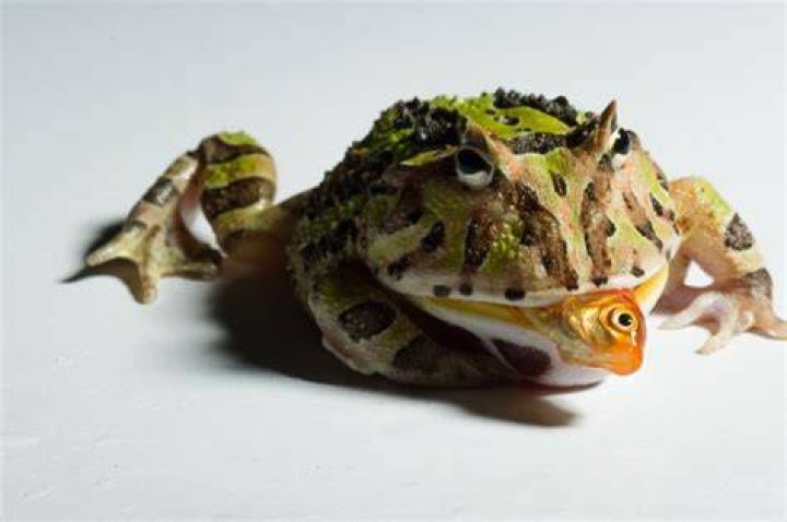 Do frogs eat fish?