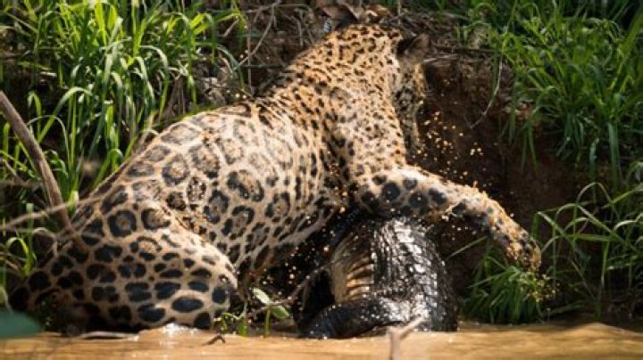 Do jaguars eat agouti?