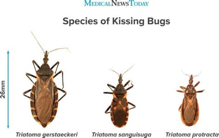 Do kissing bugs bite?