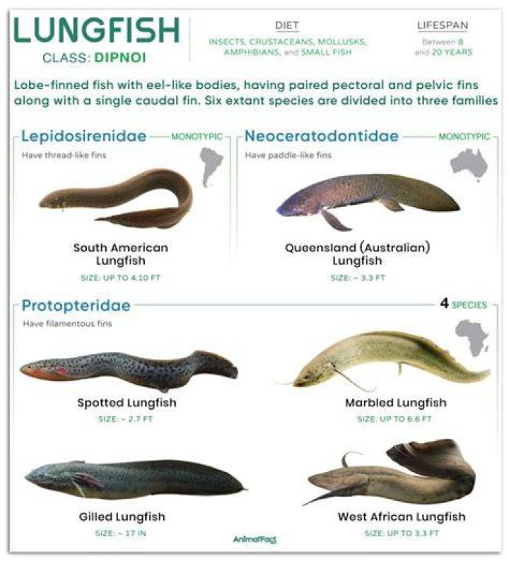 Do lungfish have limbs?