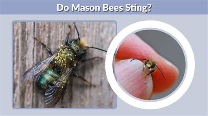 Do mason bees sting?