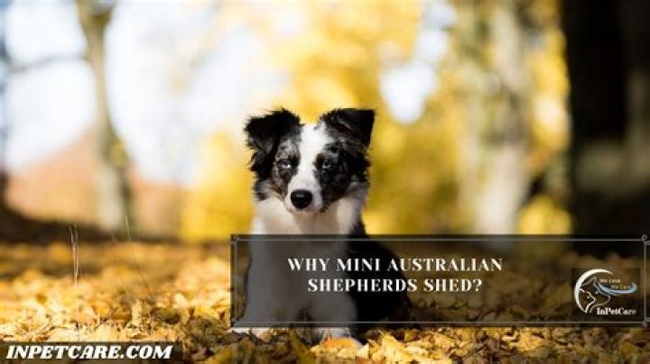 Do mini australian shepherds shed?