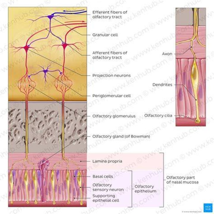 Do olfactory receptors adapt quickly?